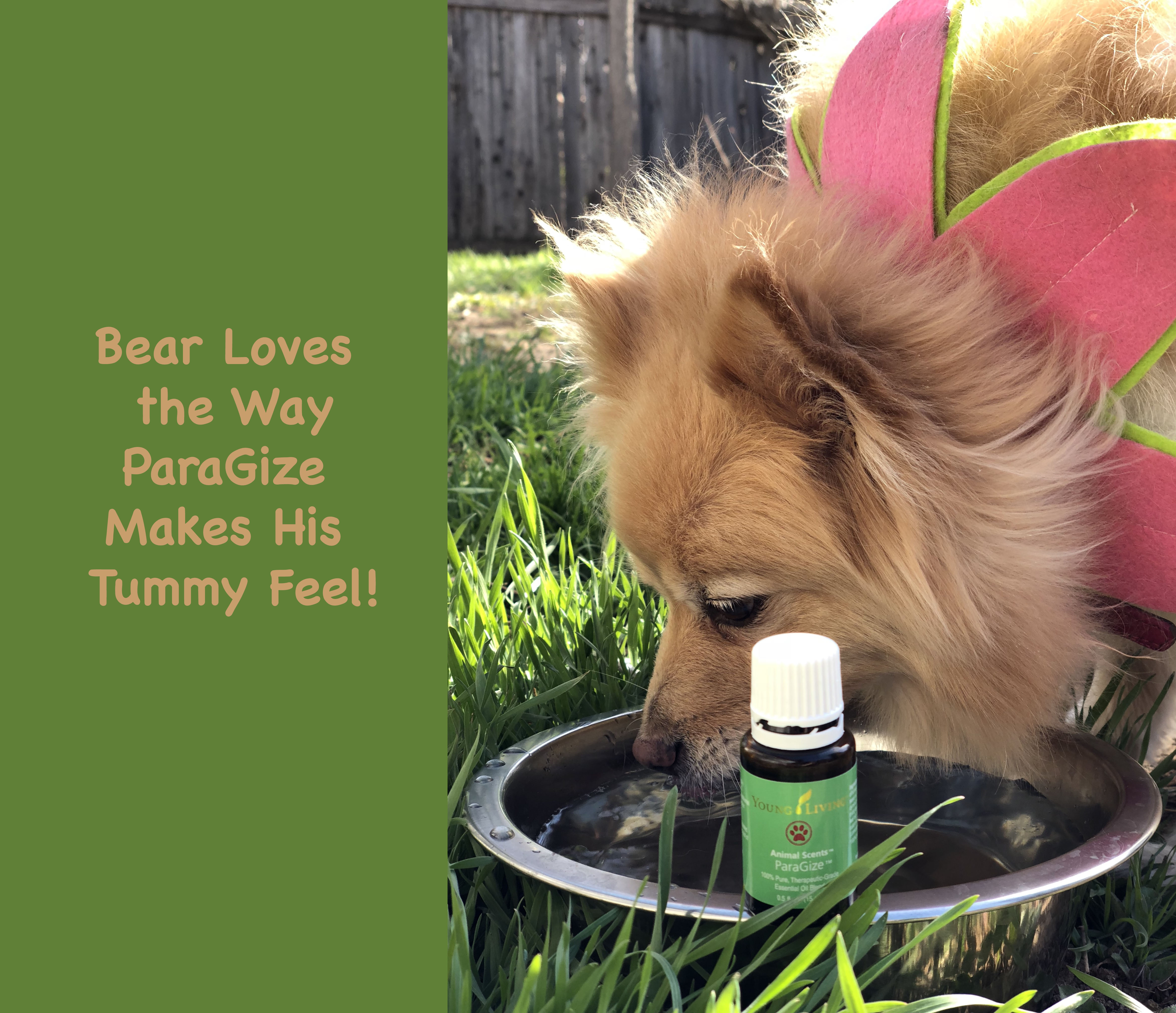 Pet Digestion Support Can be Hard to Find – Meet Bear