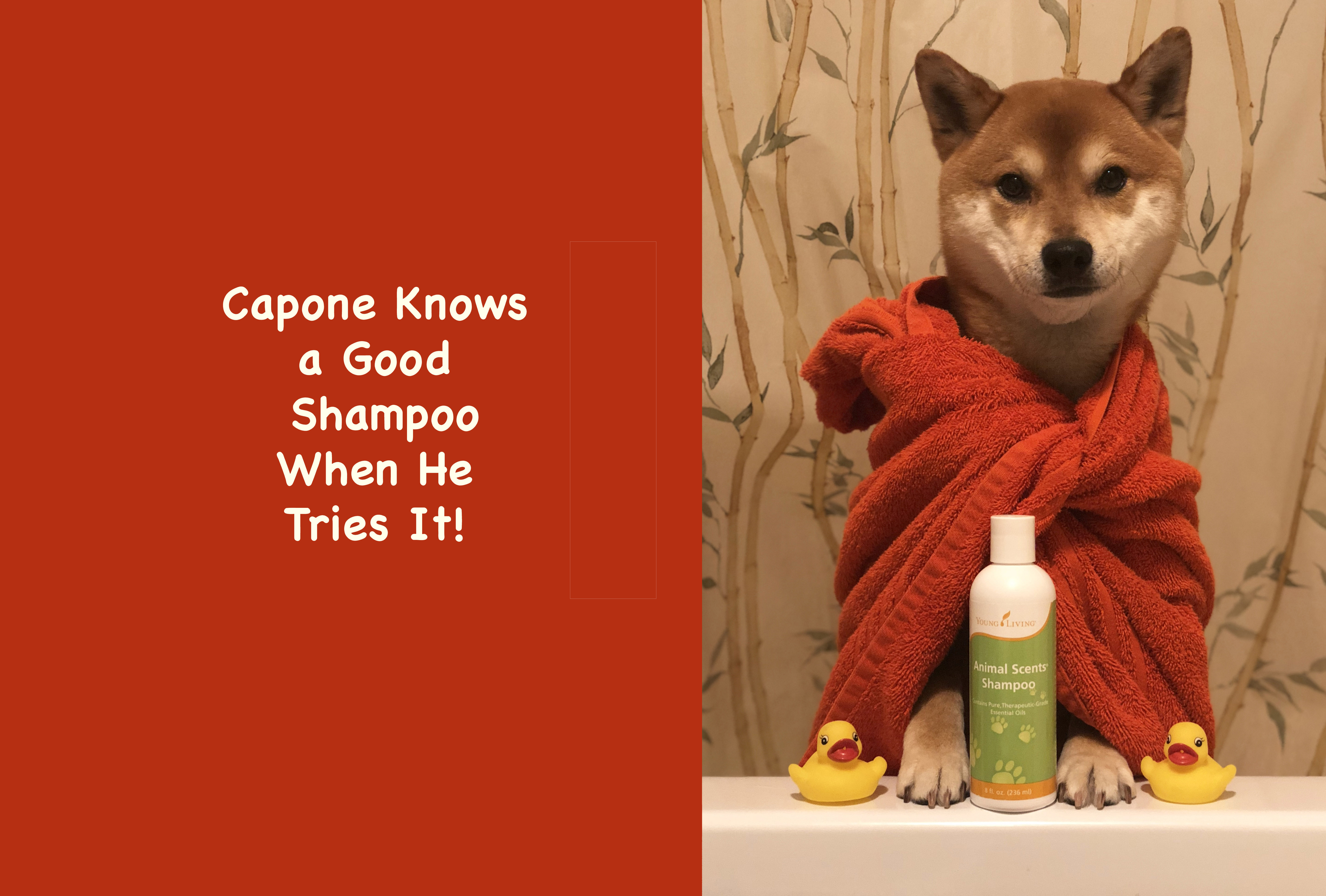 Need a Safe Pet Shampoo Your Dog Will Love?  Meet Capone