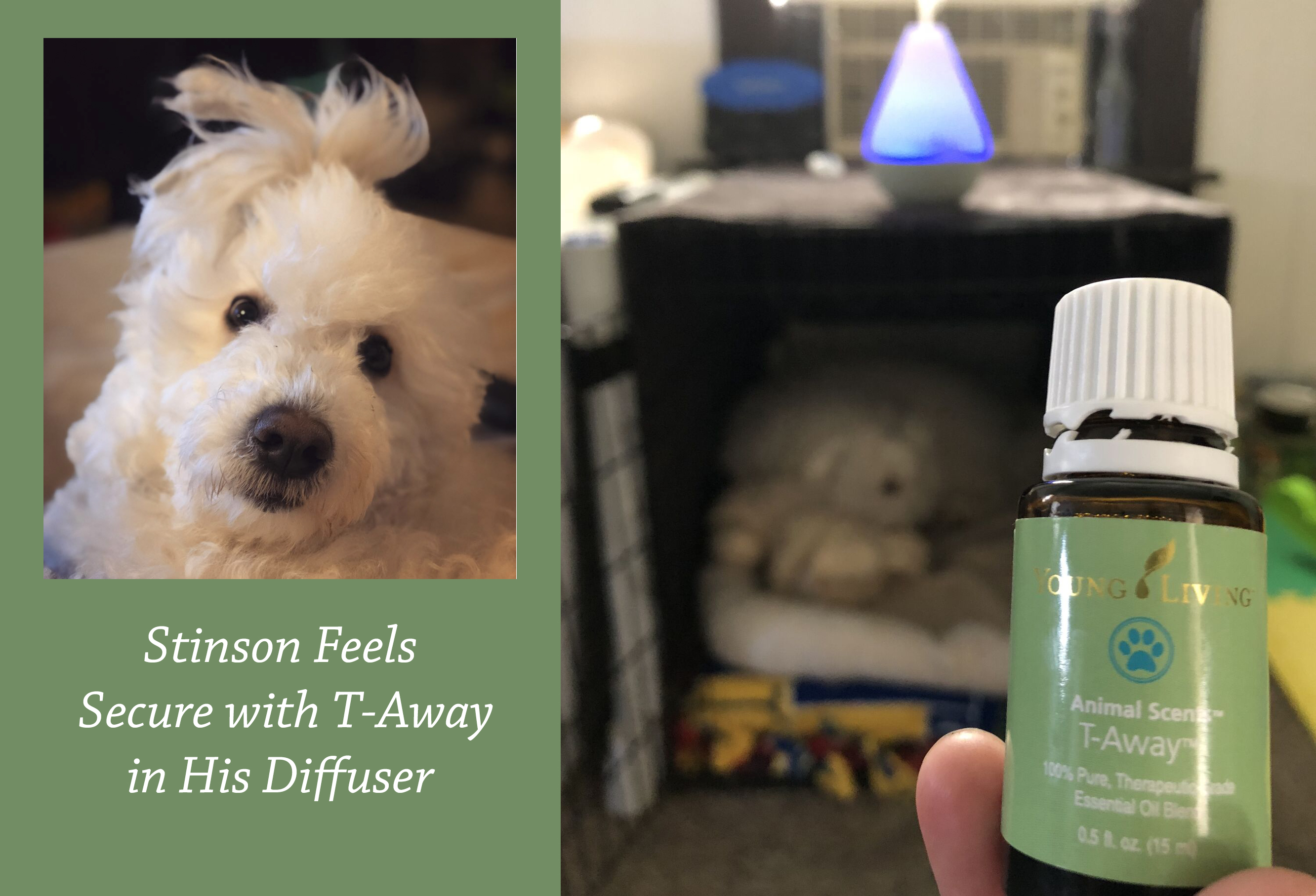 Pet Separation – Support for your Dog with T-Away – Meet Stinson.