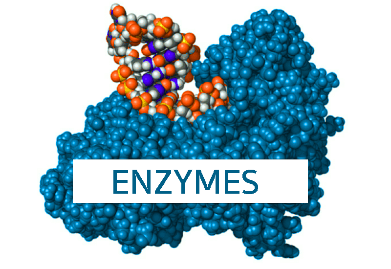 How Dietary Enzymes Function – Basics You Need to Know